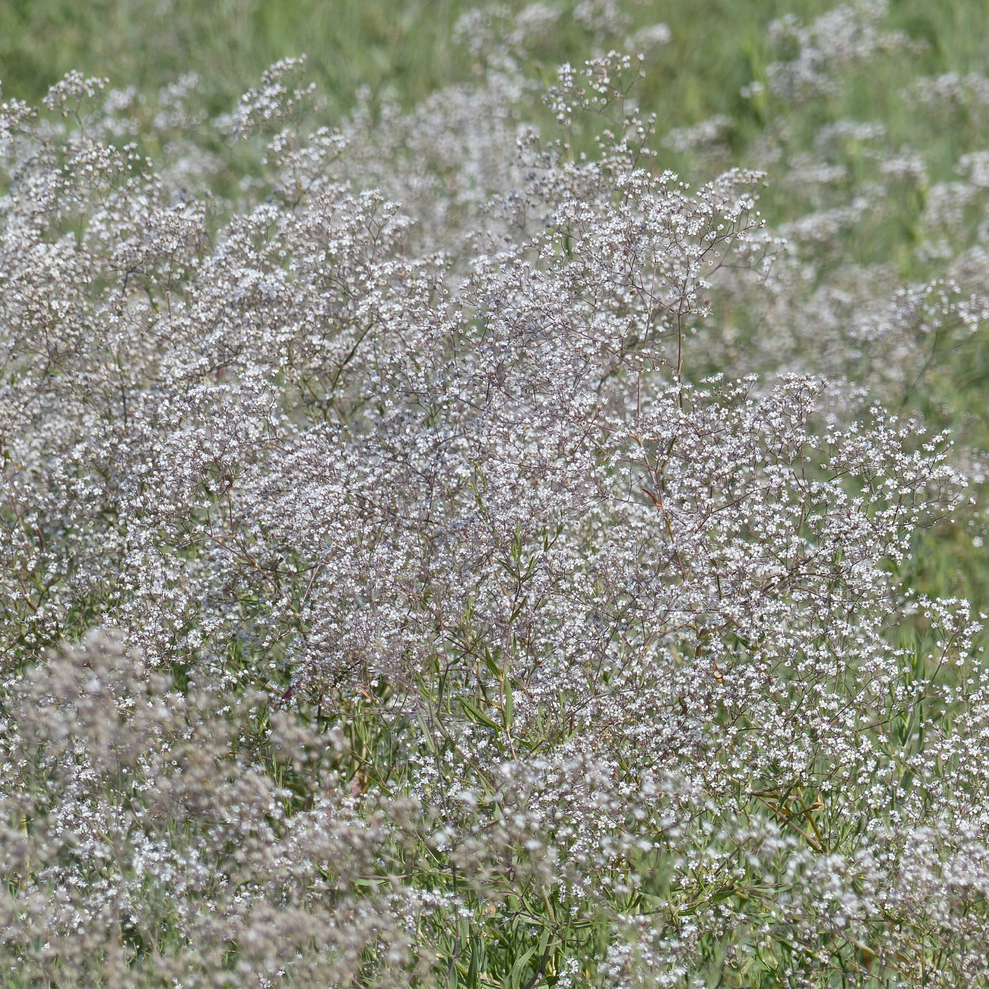 Bruidssluier (Gypsophila Paniculata) Ca. 600 Zaden - Prachtige Vaste Plant  Voor Bloementuin Witte Bloemen Zaden