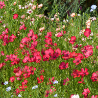 Eenjarige bloemzaden - Rood Vlas 'Rubrum' - Linum grandiflorum 'Rubrum'