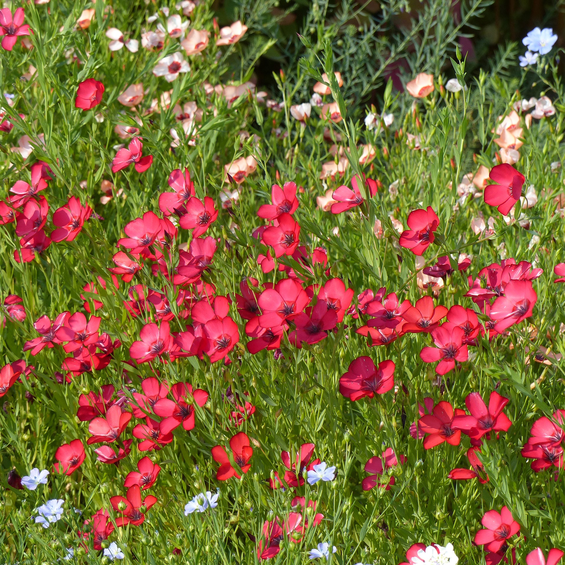 Eenjarige bloemzaden - Rood Vlas 'Rubrum' - Linum grandiflorum 'Rubrum'