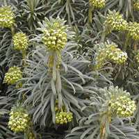 Euphorbia characias