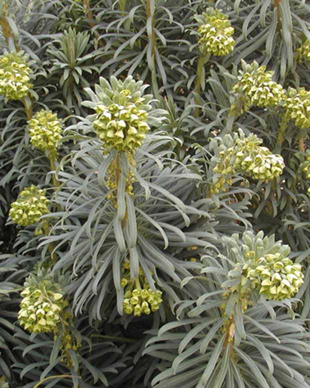 Euphorbia characias