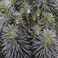 Wolfsmelk garrigues - Euphorbia characias - Type plant