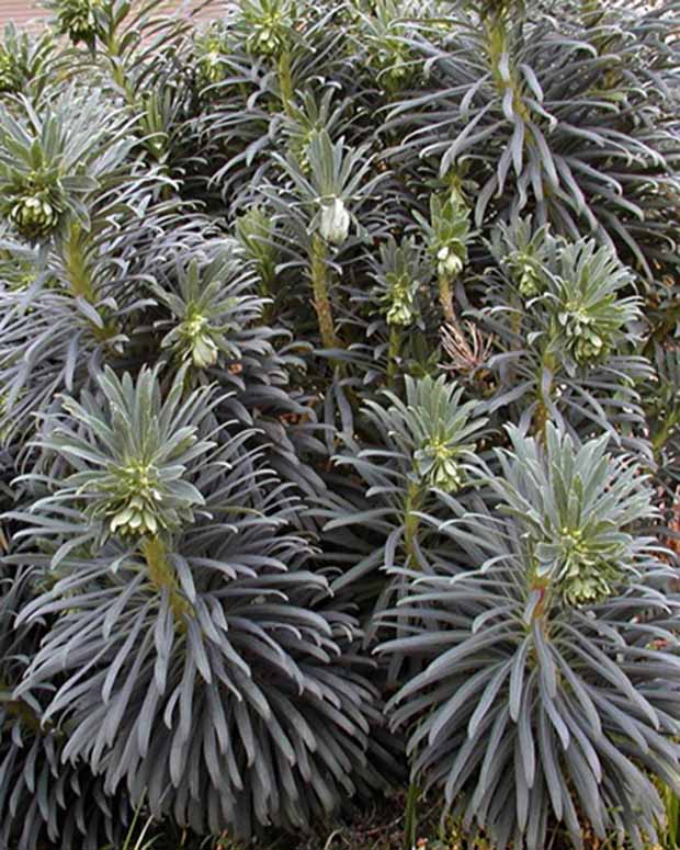 Wolfsmelk garrigues - Euphorbia characias - Type plant