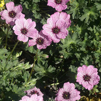 Ooievaarsbek Ballerina - Geranium cinereum ballerina - Tuinplanten