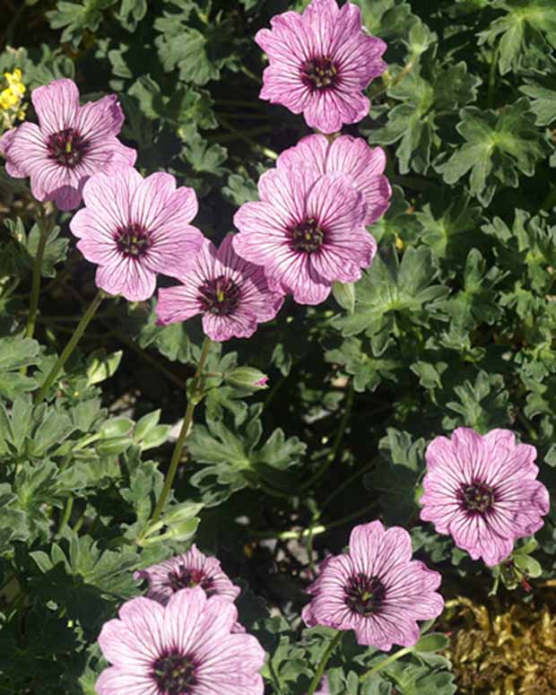 Ooievaarsbek Ballerina - Geranium cinereum ballerina - Vaste planten