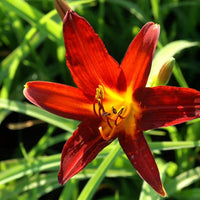 Daglelie 'Sammy Russell' - Hemerocallis sammy russell - Bakker
