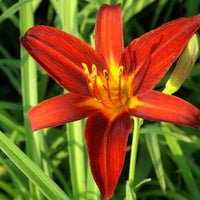 Hemerocallis sammy russell - Daglelie 'Sammy Russell' - Vaste planten