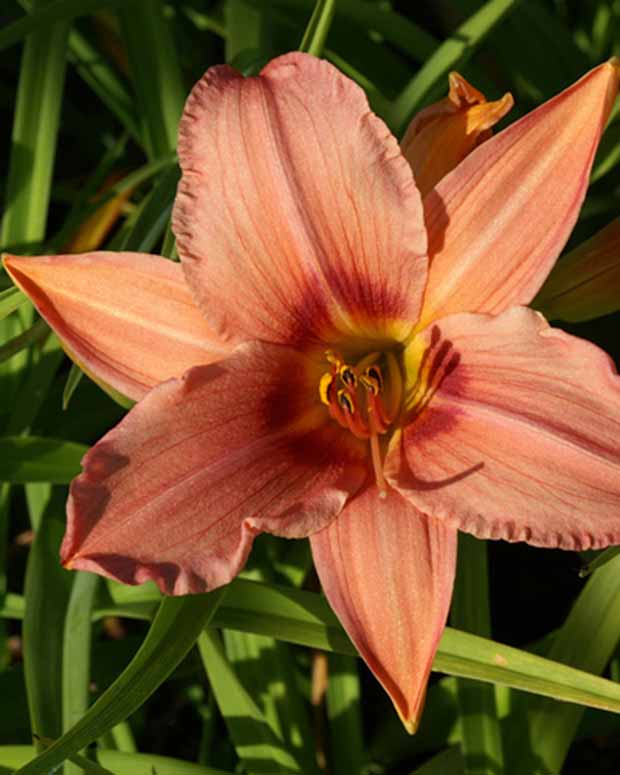 Daglelie Accepted Dare Lys d'un jour - Hemerocallis accepted dare - Vaste planten