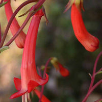 Kaapse Fuchsia - Phygelius capensis - Tuinplanten