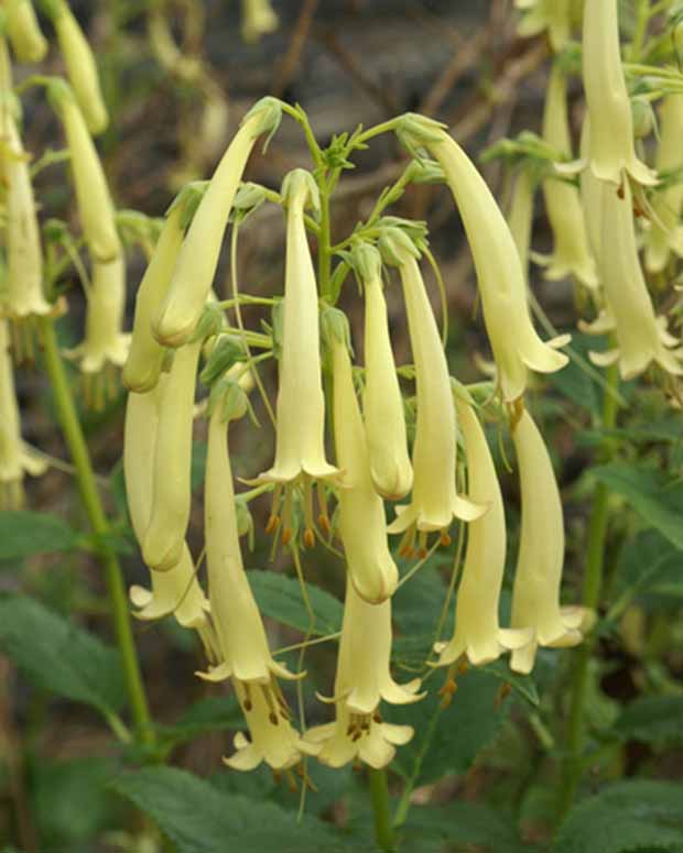 Kaapse Fuchsia Moonraker - Phygelius rectus moonraker - Tuinplanten