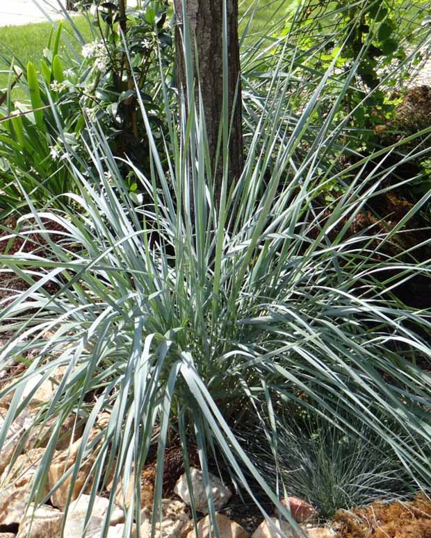 Zandhaver - Elymus magellanicus (agropyron) - Siergrassen