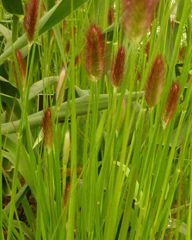 Pennisetum thunbergii red buttons (massaicum)