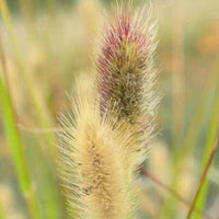 Lampepoetsersgrasde Thunberg Red Buttons - Pennisetum thunbergii red buttons (massaicum) - Type plant