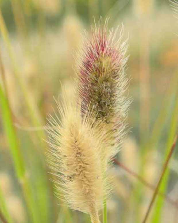 Lampepoetsersgrasde Thunberg Red Buttons - Pennisetum thunbergii red buttons (massaicum) - Type plant