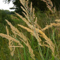 Duinriet - Calamagrostis epigejos - Tuinplanten