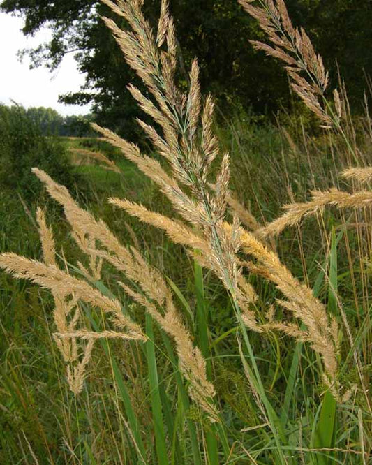 Duinriet - Calamagrostis epigejos - Tuinplanten