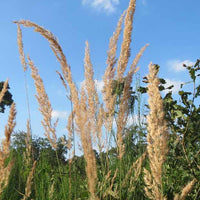 Duinriet - Calamagrostis epigejos - Type plant