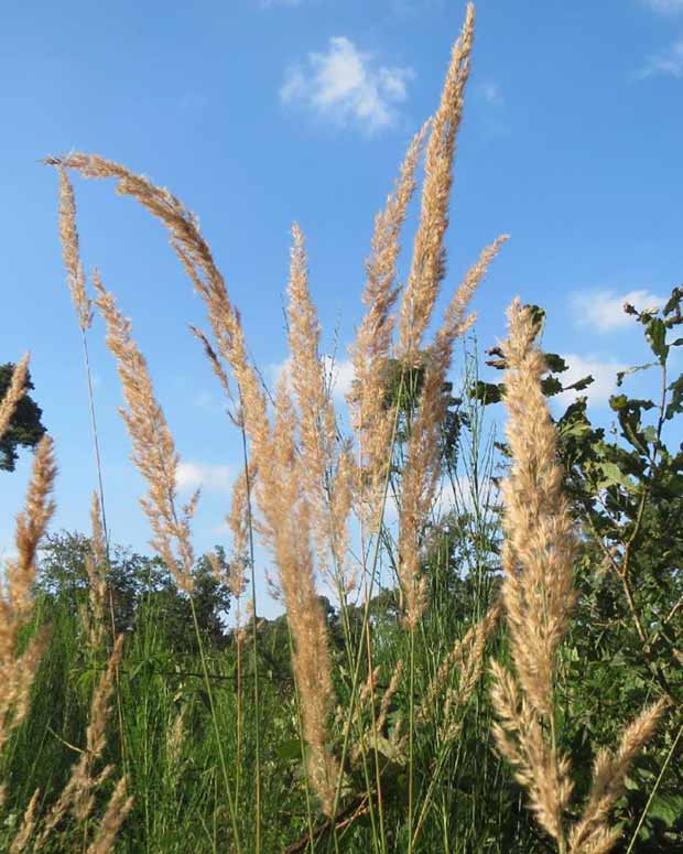 Duinriet - Calamagrostis epigejos - Type plant