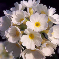 Sleutelbloem - Primula denticulata alba - Tuinplanten