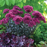 Sedum 'Thunderhead' / Vetkruid - Bakker