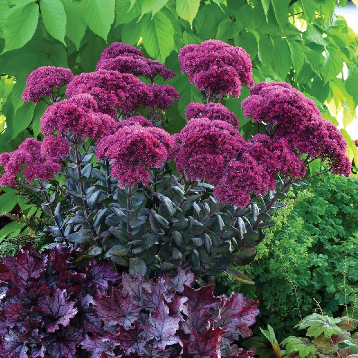Sedum 'Thunderhead' / Vetkruid - Bakker