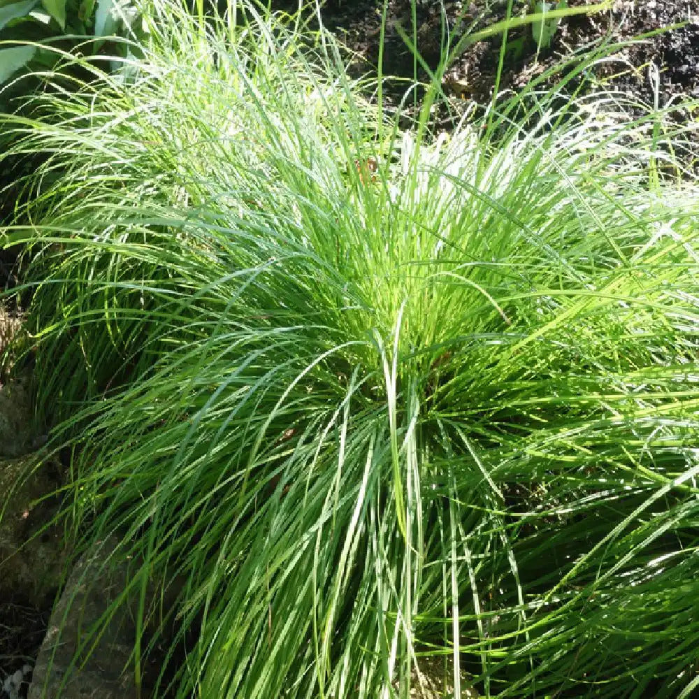 Bergzegge - Carex montana - Bakker