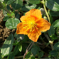 Helianthemum - Zonneroosje 'Bronzeteppich' - Helianthemum bronzeteppich