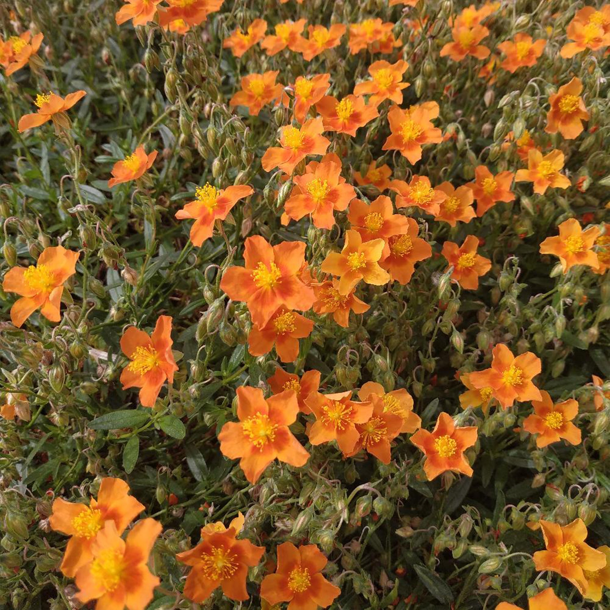 Zonneroosje 'Bronzeteppich' - Bakker