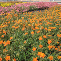 Zonneroosje 'Bronzeteppich' - Helianthemum bronzeteppich - Bakker