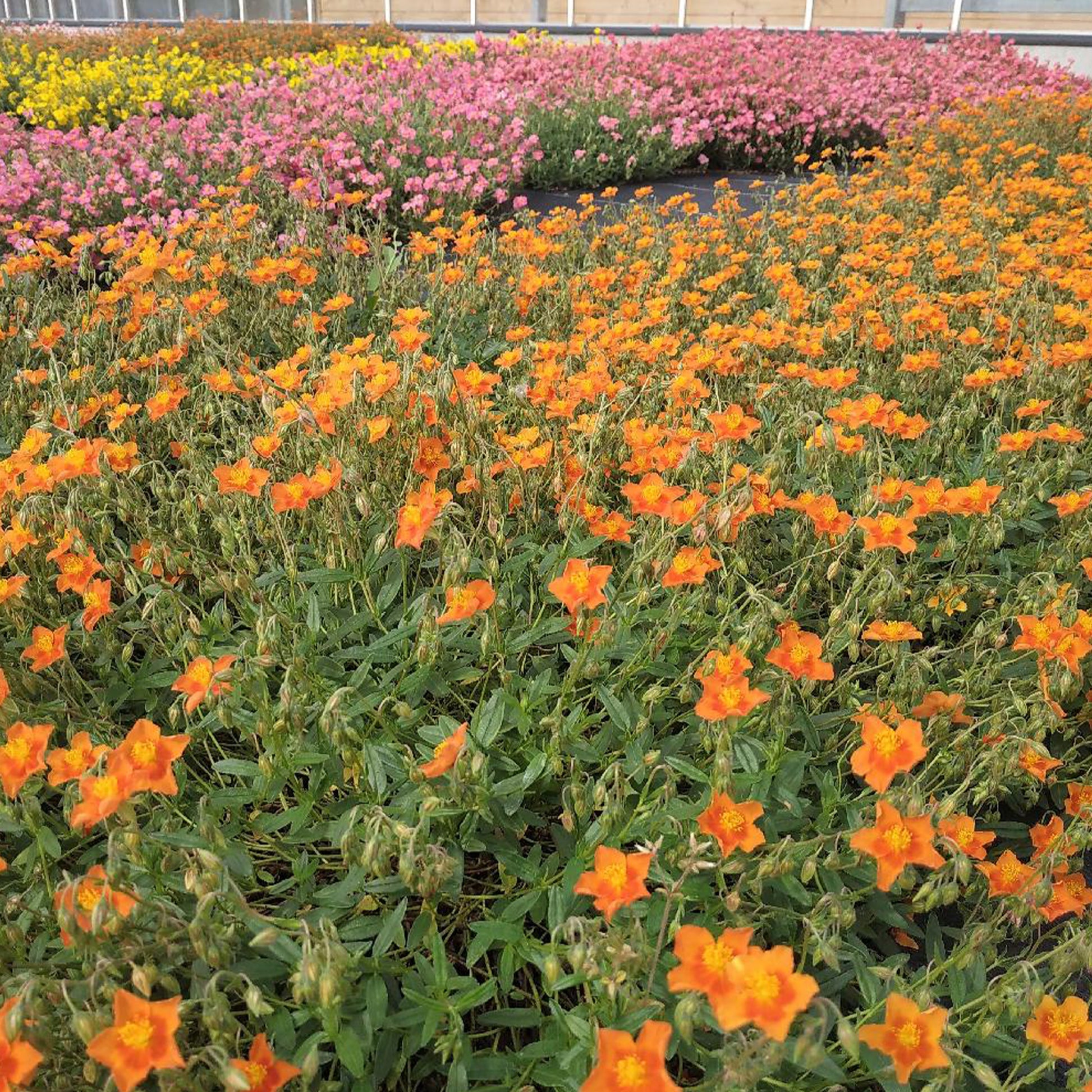 Zonneroosje 'Bronzeteppich' - Helianthemum bronzeteppich - Bakker