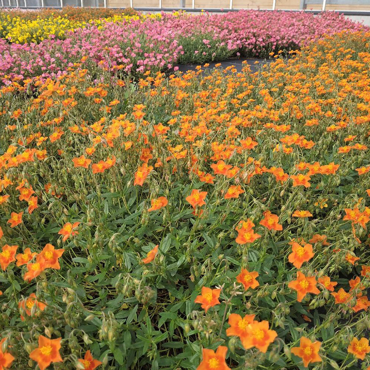 Zonneroosje 'Bronzeteppich' - Helianthemum Bronzeteppich - Bakker