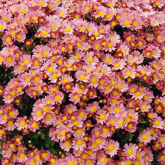 Pacifische chrysant Bengo Rosa - Bakker