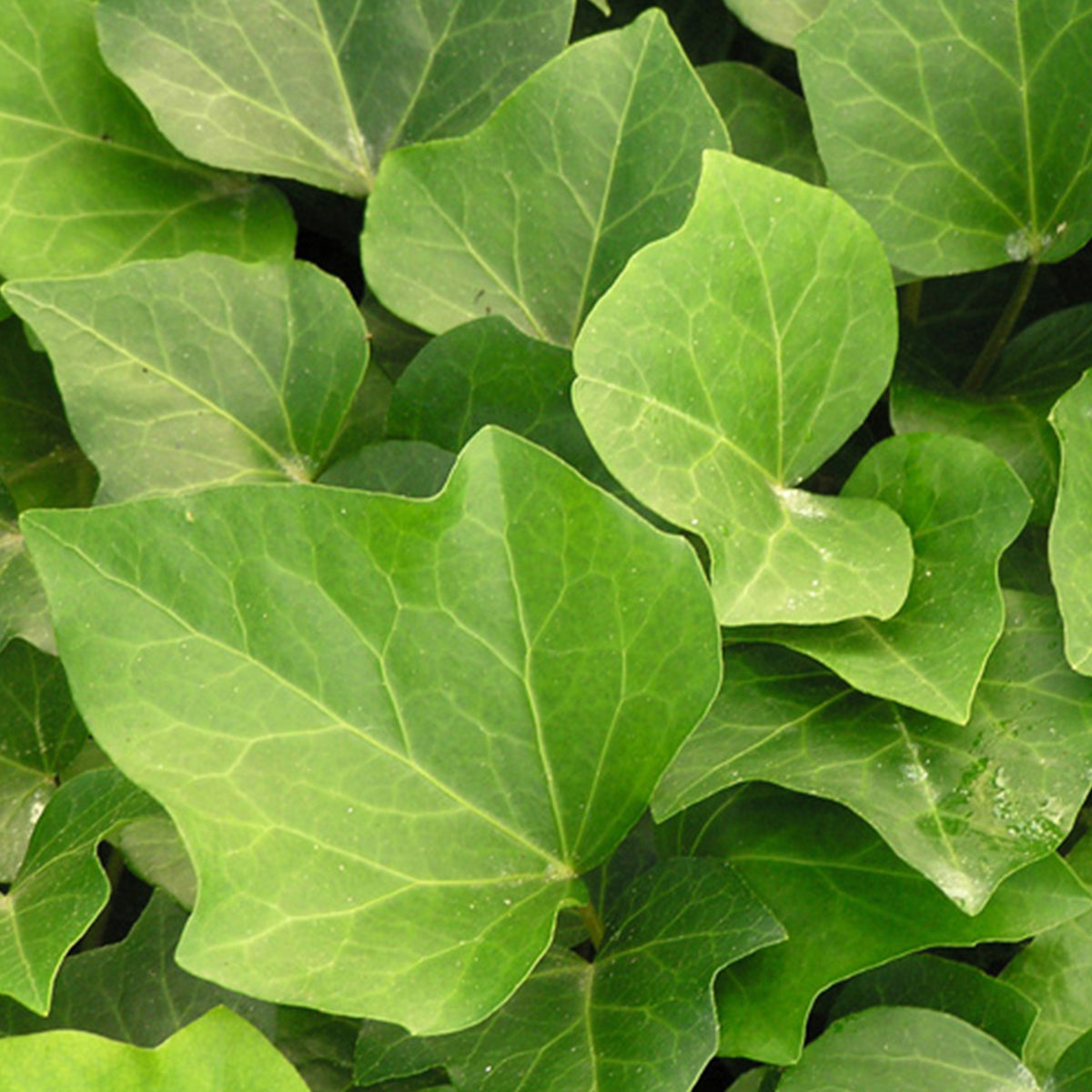 Klimop Algerian Bellecour - Hedera algeriensis Algerian Bellecour - Bakker