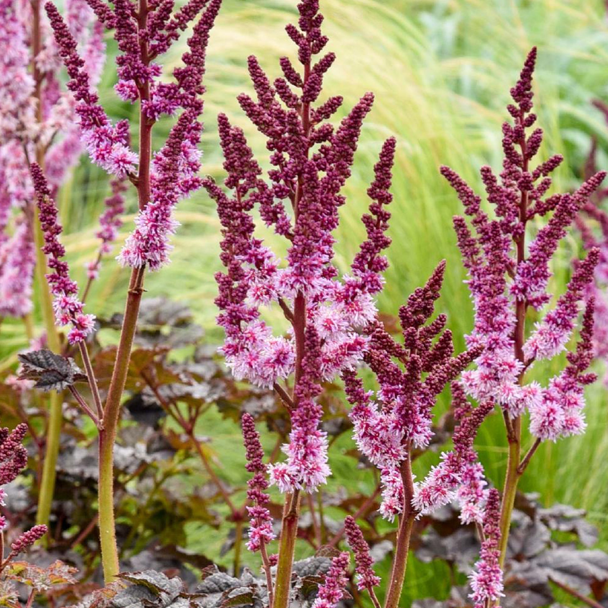 Astilbe Darkside Of The Moon®  - Astilbe chinensis Dark Side of the Moon ® - Bakker