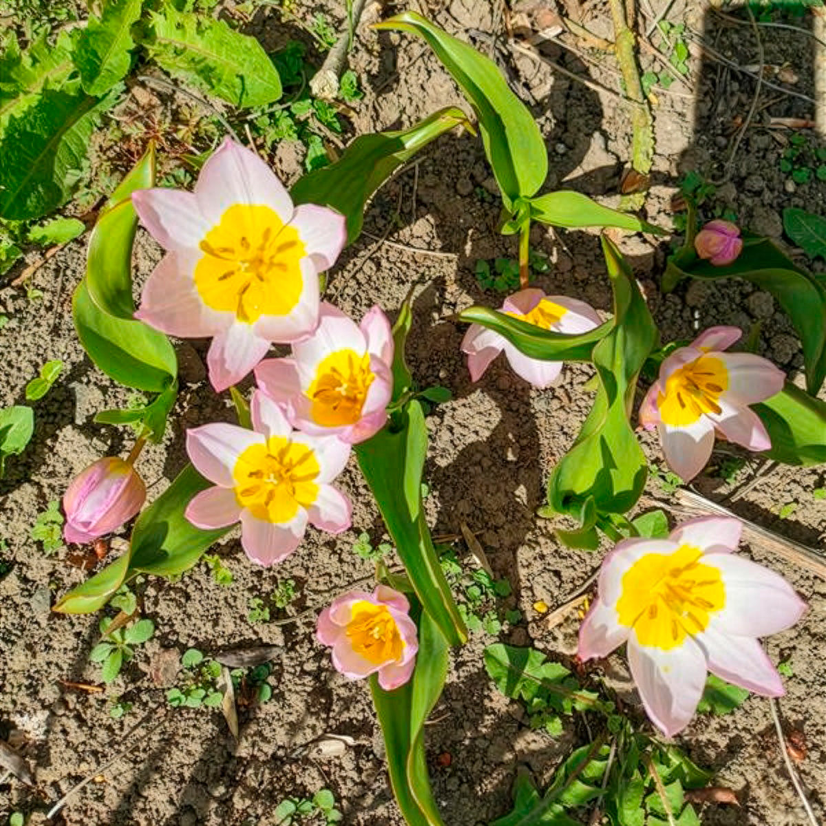 Wildtulpen Bakeri Lilac Wonder (x10) - Tulipa Lilac Wonder - Bakker