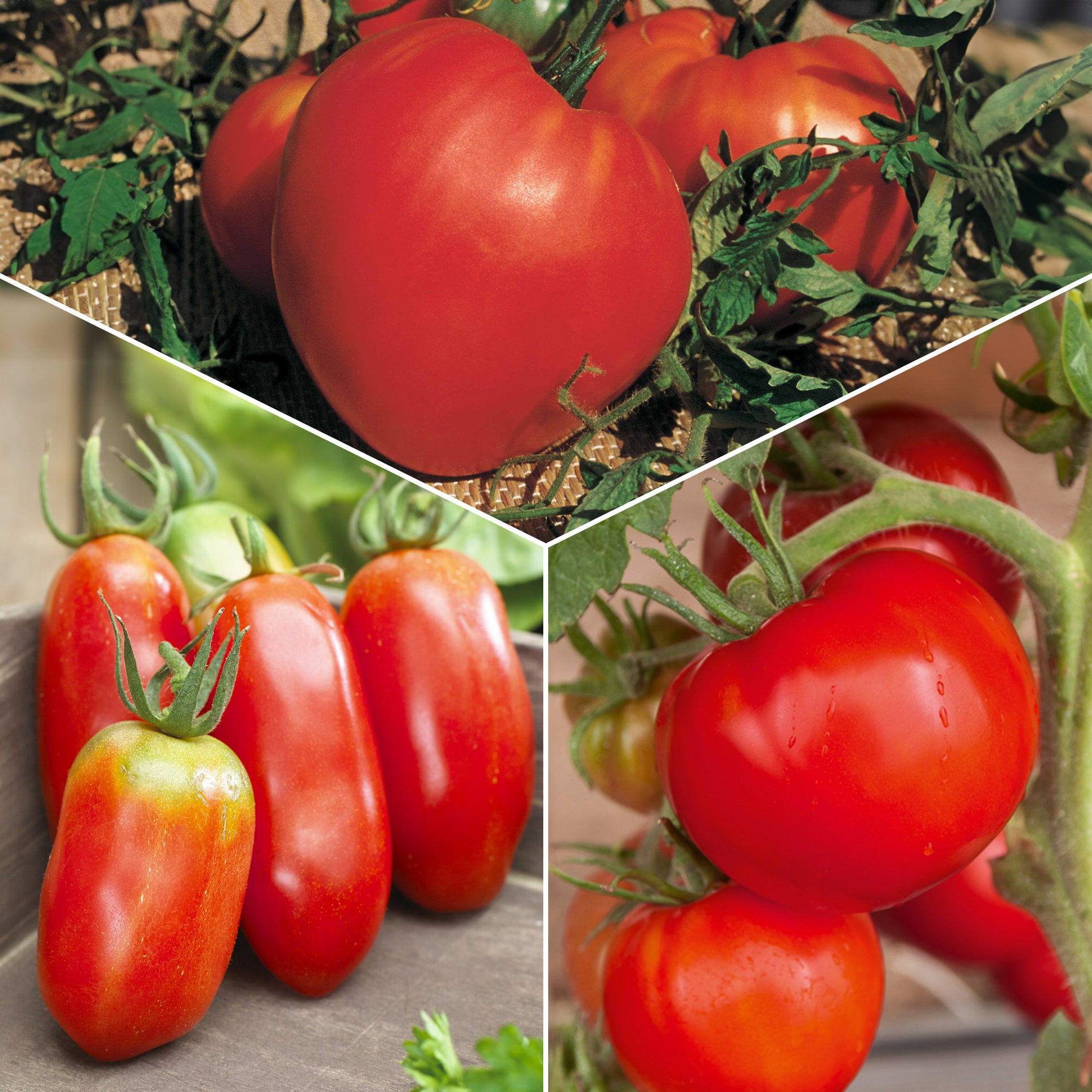 Tomatenmix 'Coeur de Boeuf' + 'St. Pierre' + 'San Marzano' - Collection 3 tomates savoureuses (coeur de boeuf, saint pierre, san m - Moestuin