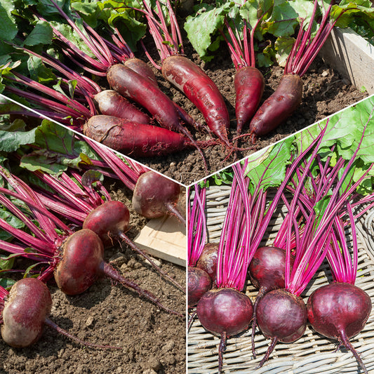 Bieten Mix 'd'Egypt' + 'Detroit' - Bakker