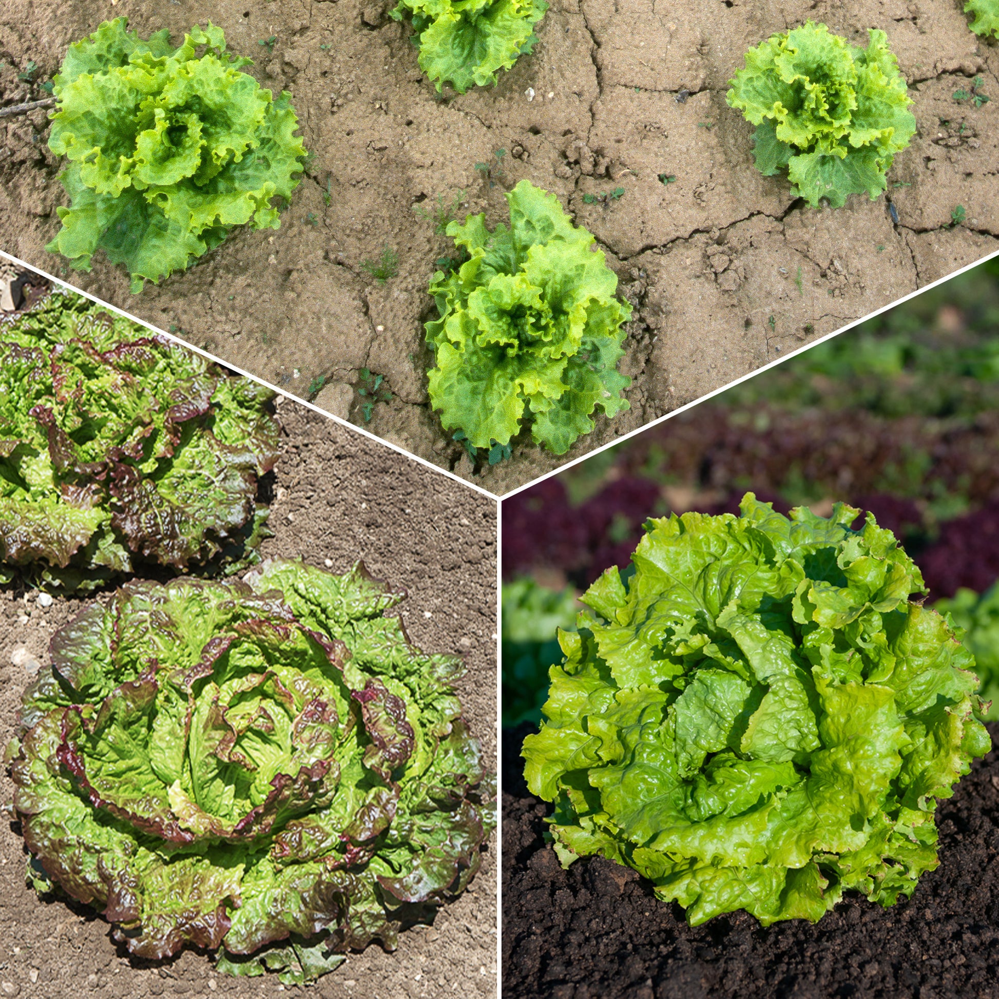 Batavia sla Mix 'Blonde de Paris' + 'Rouge Grenoble' + 'Doré de Printemps' - Lactuca sativa Blonde de Paris, Rouge grenobloise, Dorée de printemps - Groentezaden