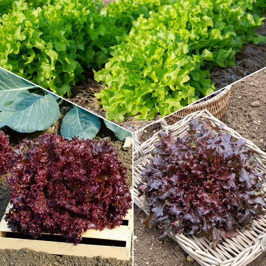 Sla Mix 'Eikenblad' + 'Lollo Rosso' + Rode sla' - Collection salades à couper : Feuille de chêne, Lollo rossa, Red sala - Moestuin