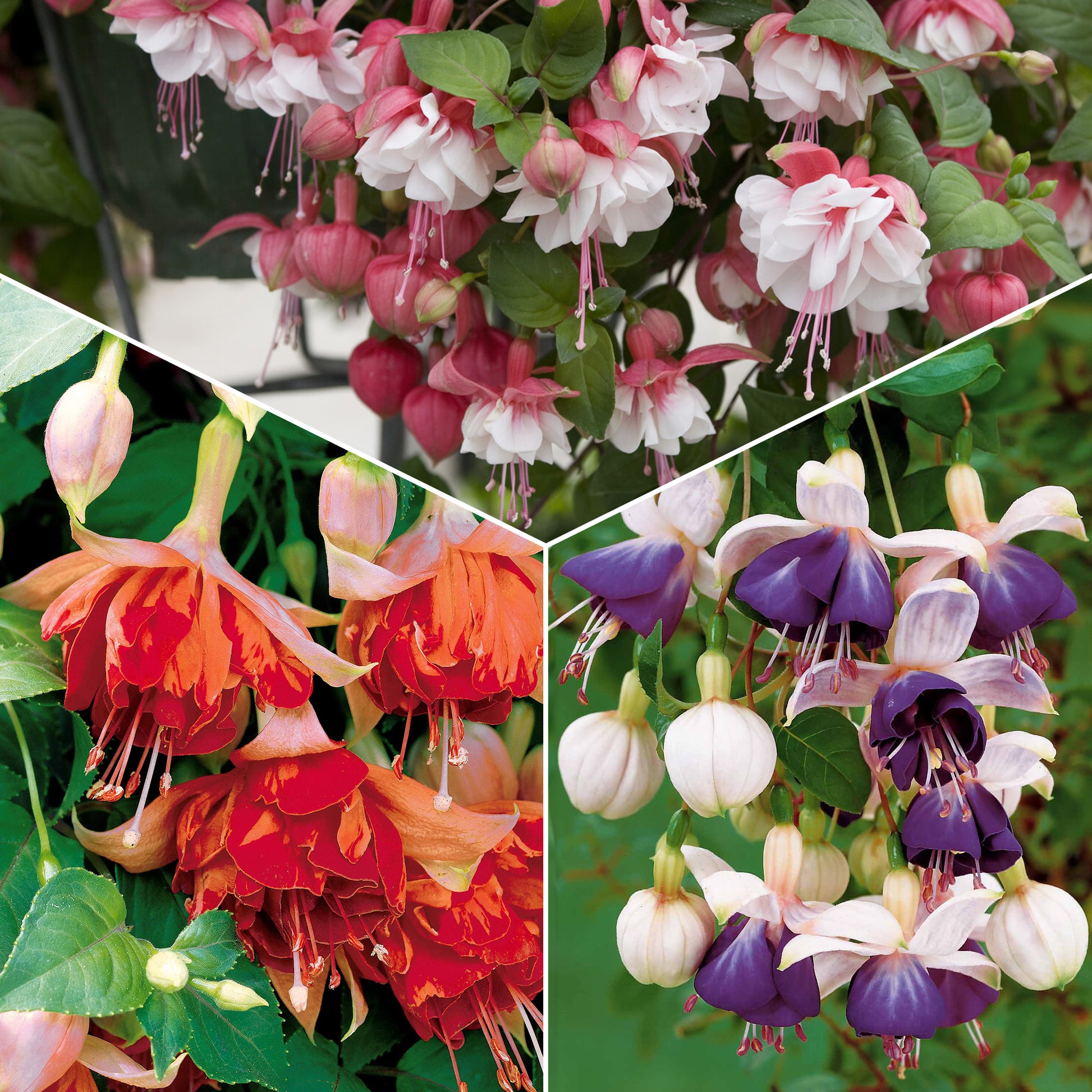 Bellenplant Mix 'Bicentennial' + 'Blue Angel' + 'Swingtime' (x6) - Fuchsia Bicentennial, Blue Angel, Swingtime - Fuchsia