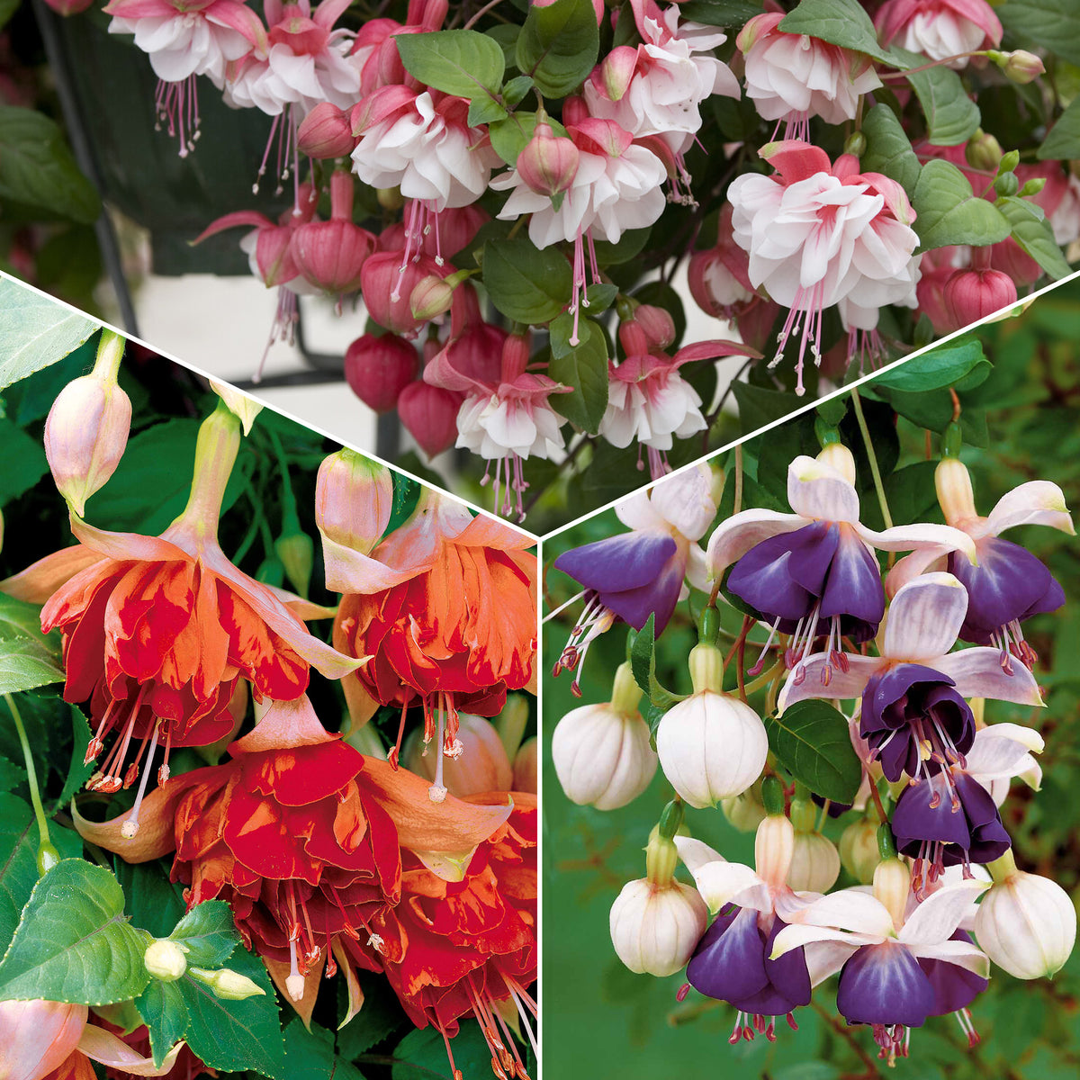 Bellenplant Mix 'Bicentennial' + 'Blue Angel' + 'Swingtime' (x6) - Bakker