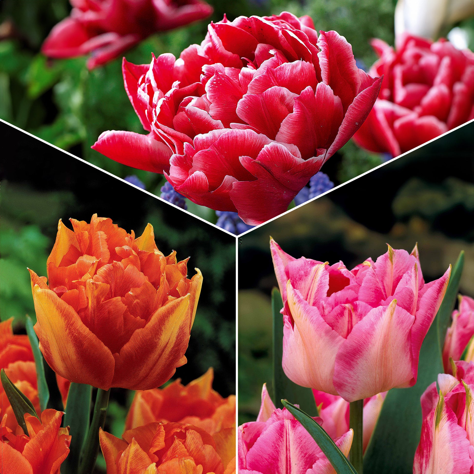 Dubbele tulpen | Pink Coral | 44 cm - Stoer en Landelijk Wonen Winkel Dubbele tulpen | Pink Coral | 44 cm - Stoer en Landelijk Wonen Winkel