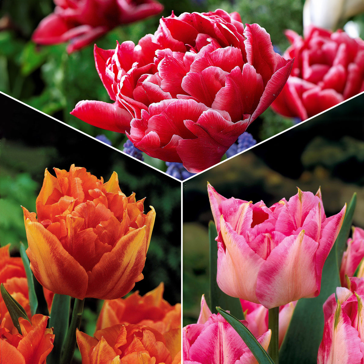 Dubbele Murillo Tulpen gemengd (x25) - Bakker