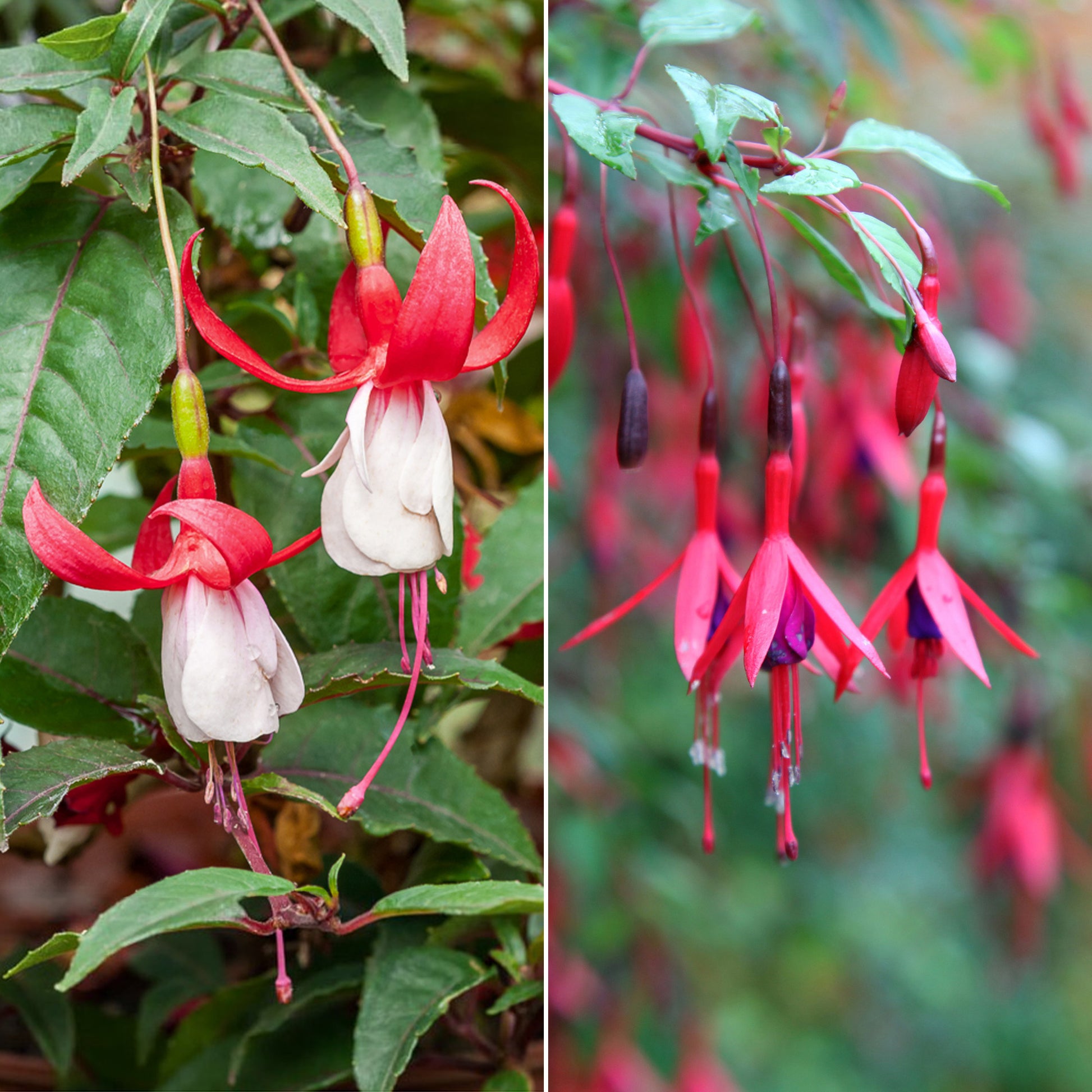 Bellenplant Mix 'Madame Cornelissen' + 'Brilliant' (x3) - Fuchsia Mme Cornelissen,  Brilliant - Perkplanten