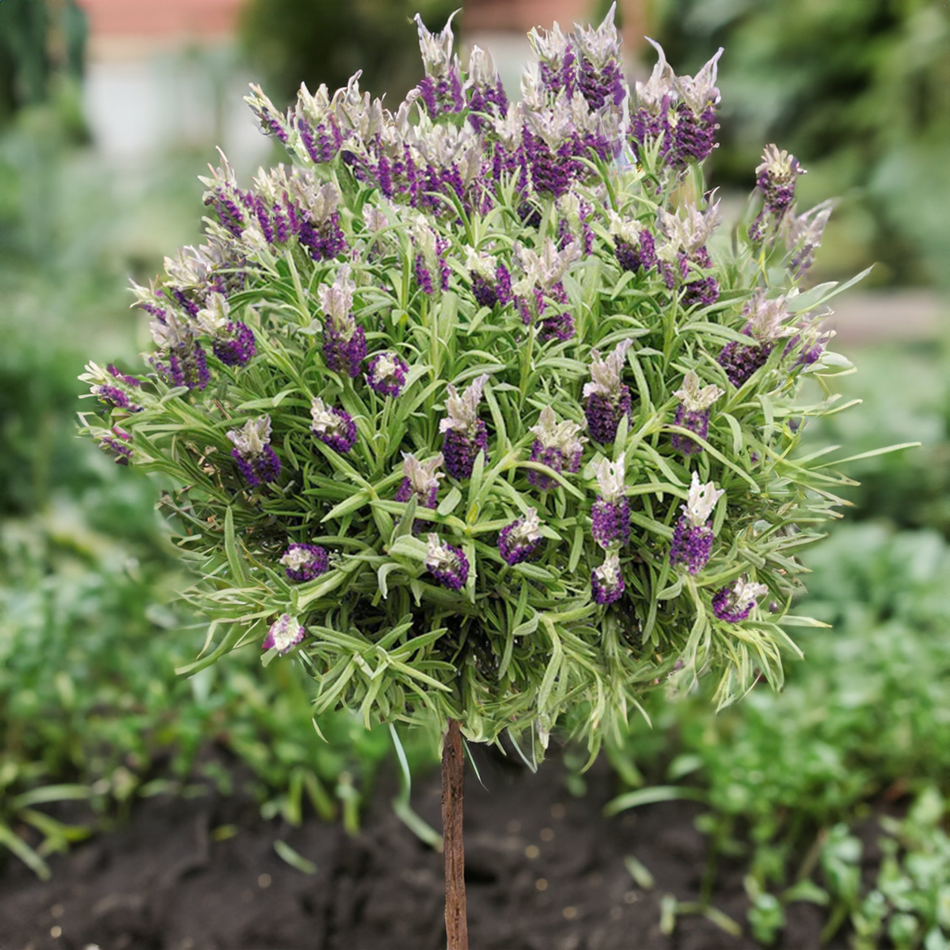 Kuiflavendel - Lavandula stoechas - Lavendel