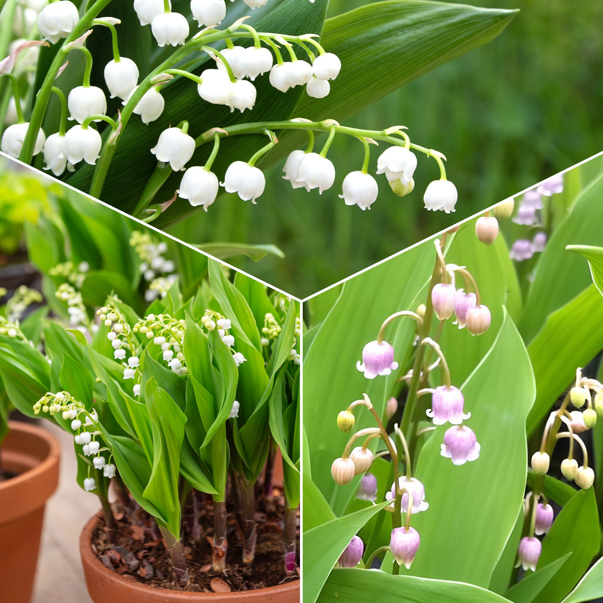 Lelietjes-van-Dalen Mix (x9) - Convallaria majalis - Heesters en vaste planten