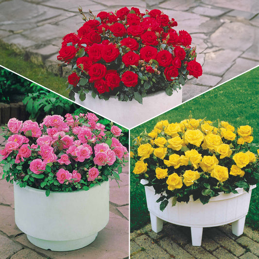 Rozenmix 'Compact' - rood + geel + roze (x3) - Bakker
