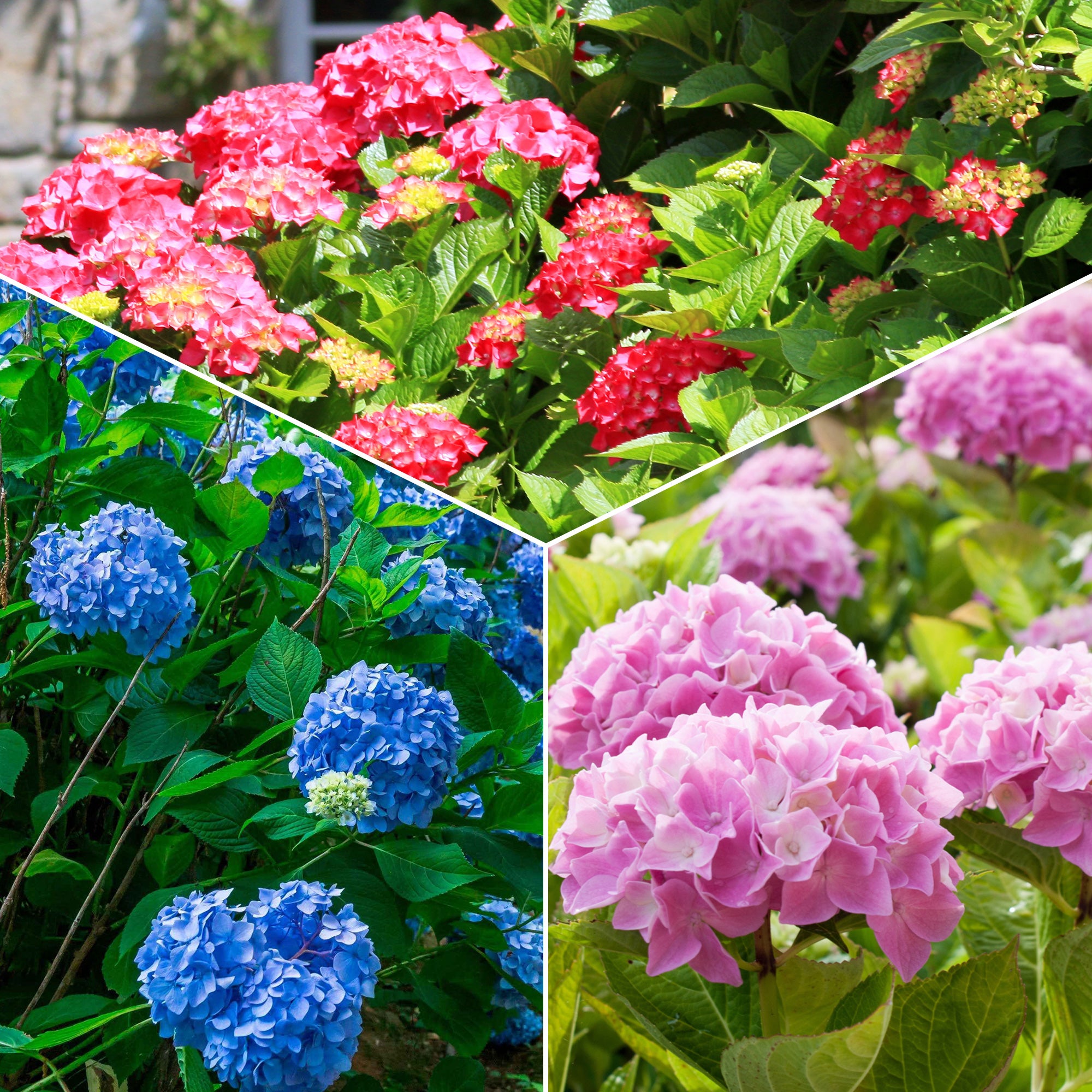 Hortensia Collectie: rood, blauw, roze (x3) - Hydrangea