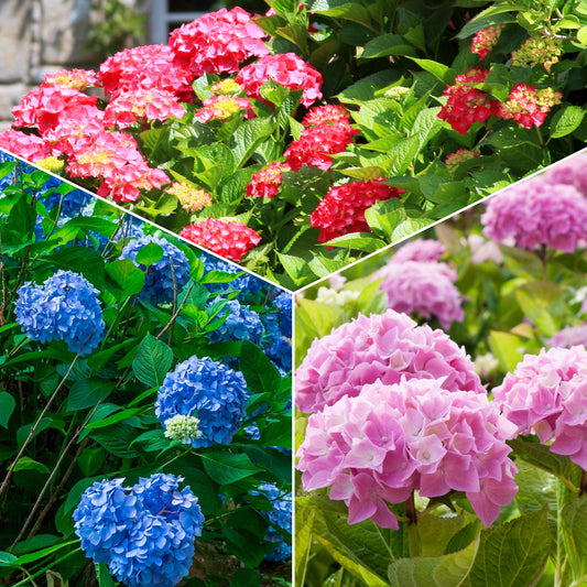 Hortensia Collectie: rood, blauw, roze (x3) - Hydrangea macrophylla