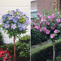 Collectie tuinhibiscus op stam (x2) - Bakker